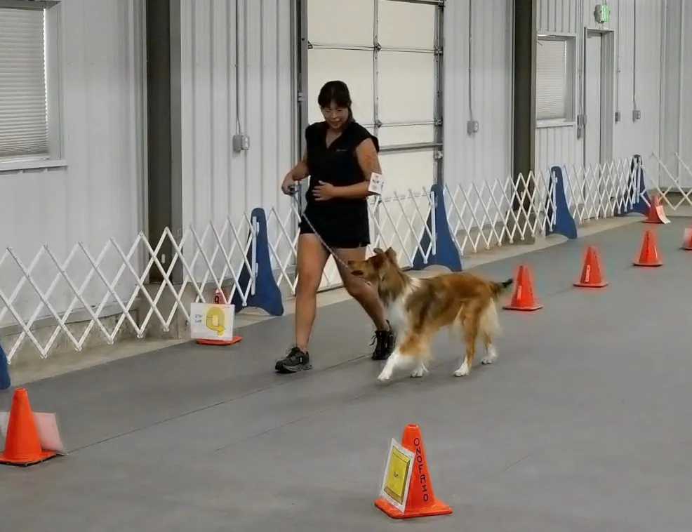 Beyond Sit and Stay Unlocking Your Dog’s Potential with AKC Rally and Trick Titles