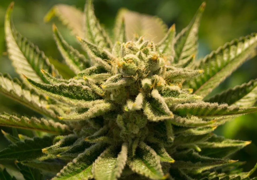 How NJ’s Cannabis Legalization Compares to Other States